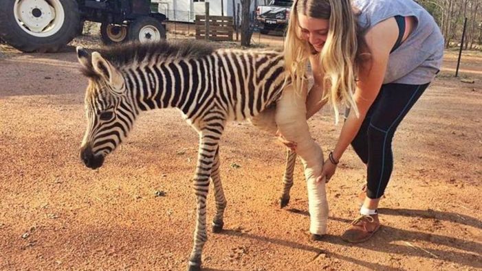 Il cucciolo di zebra ha la zampa rotta, nel rifugio gli salvano la vita