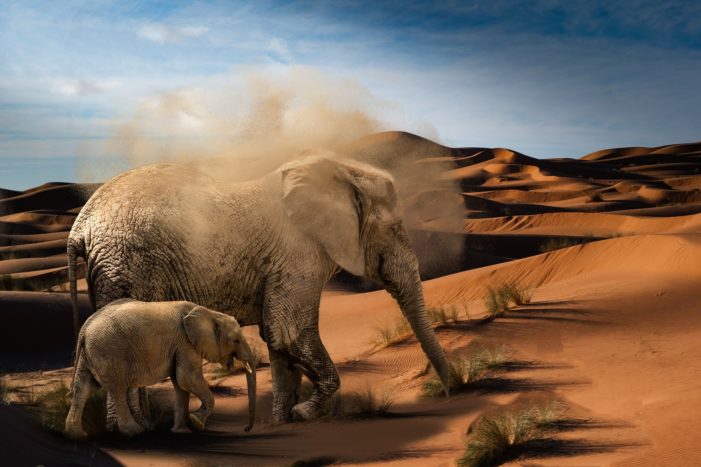 Gli elefanti del Mali rischiano l’estinzione, li protegge un gruppo di soldati