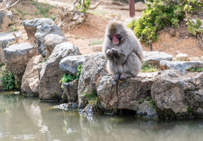 Anemiche e microcefale, ecco le conseguenze delle radiazioni sulle scimmie di Fukushima