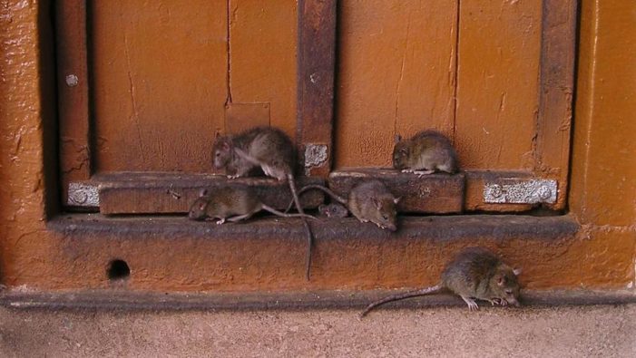 L’invasione dei ratti spaventa i Paesi Bassi: “Portano malattie che erano scomparse”