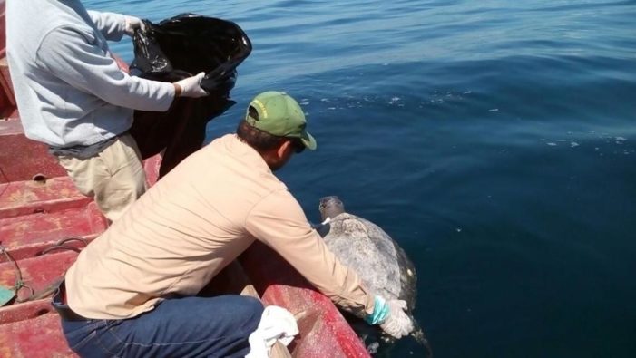 Centinaia di tartarughe morte in mare a El Salvador, le cause sono un mistero